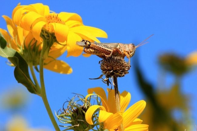 Grasshoppers, Crickets, and Their Nightly Backyard Symphony