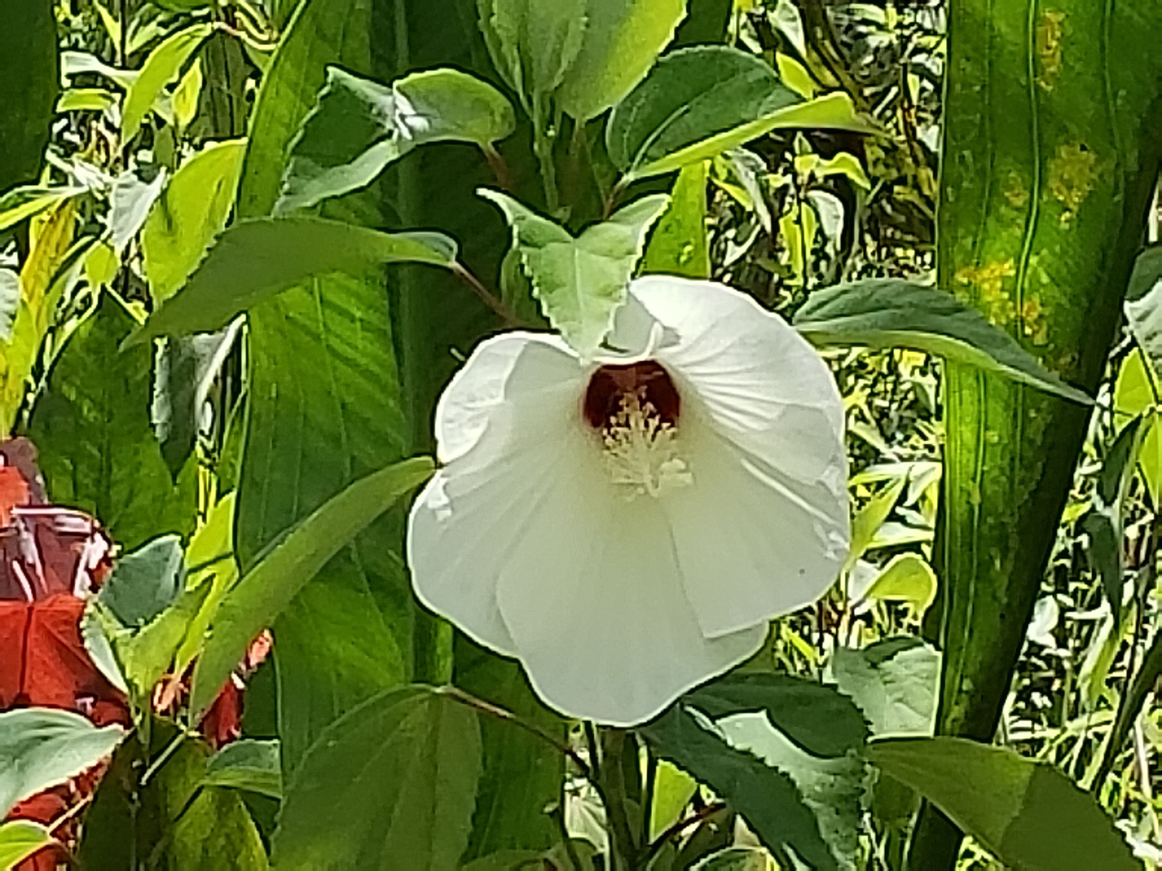 Marsh mallow flower is centered on the photo surrounded by green vegetation and leaves