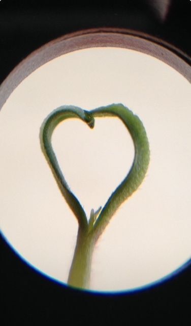 Closeup of Tomato heart by Jackie Ferrell