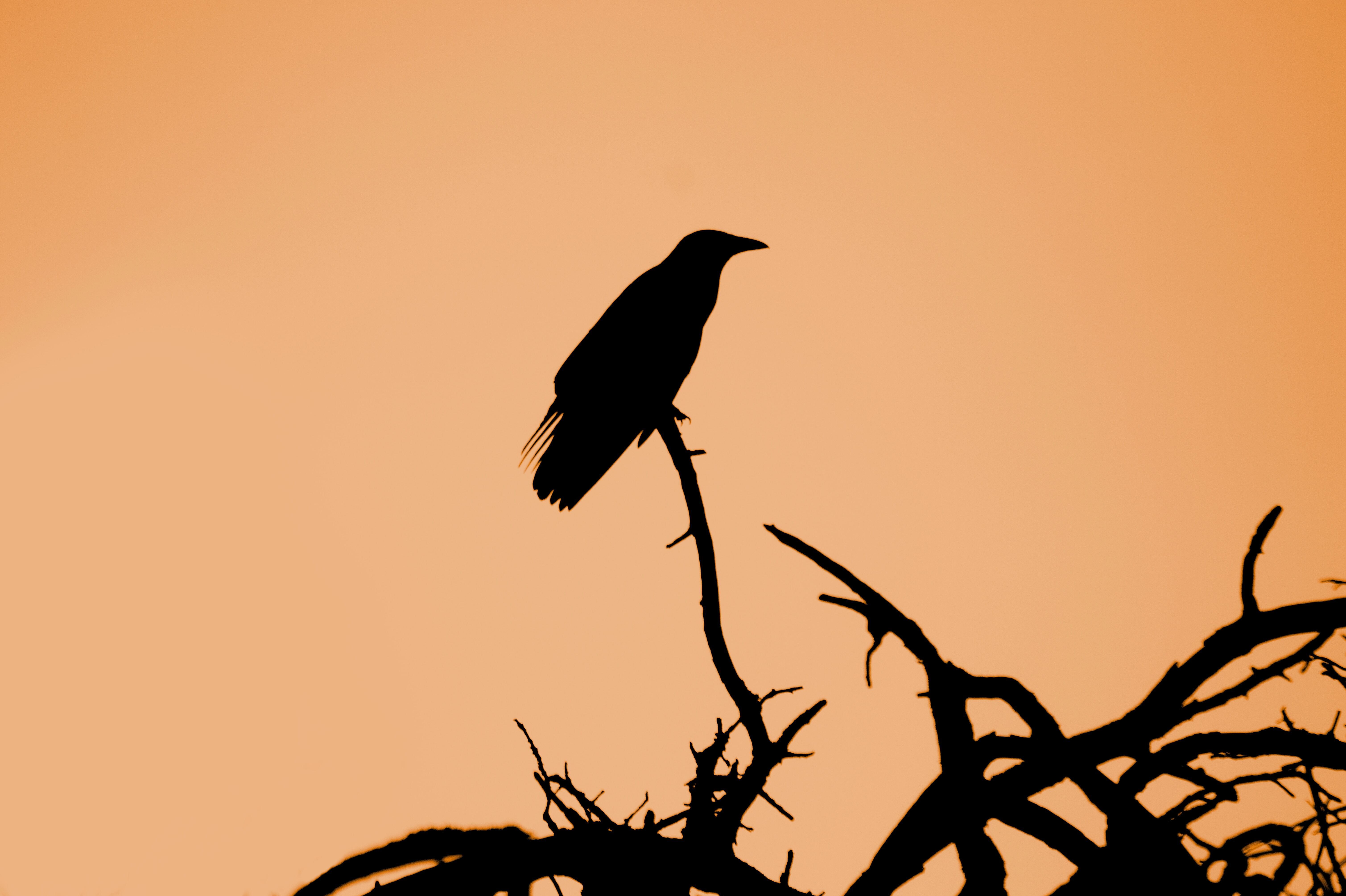 Raven sitting on top of a tree with no leaves around Halloween