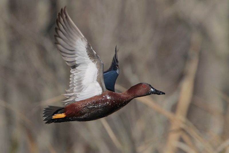 Cinnamon Teal