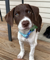 Emmy - ADOPTED