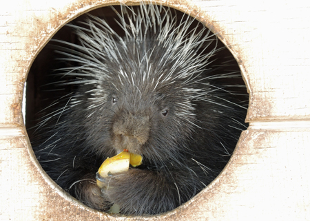 Blackbird porcupine