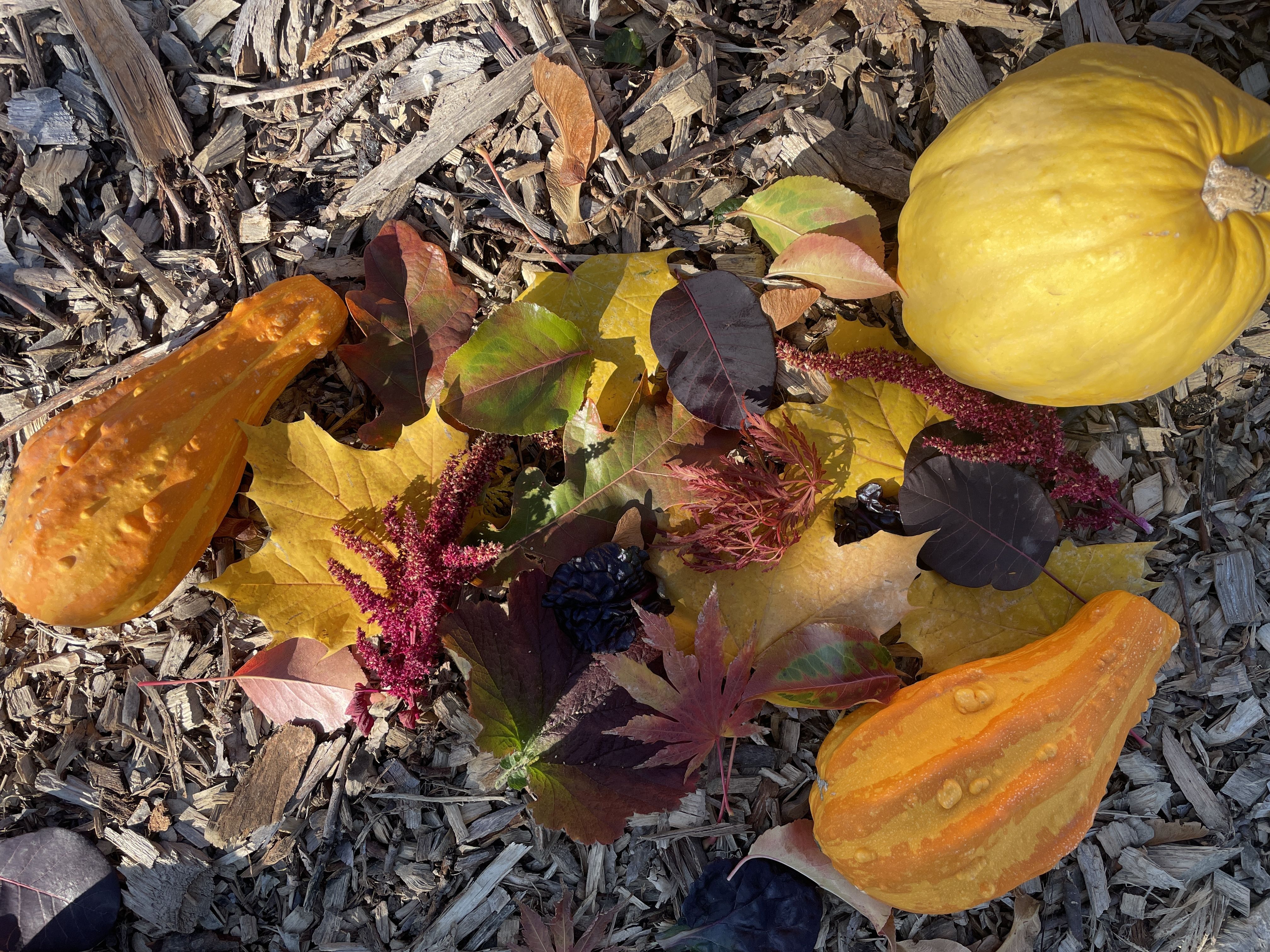 Healthy Acres Newsletter Fall 2025