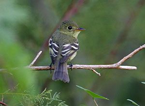 Yellow-bellied Flycatcher