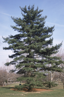 White Pine - Pack of 5 Seedlings (12"-18")