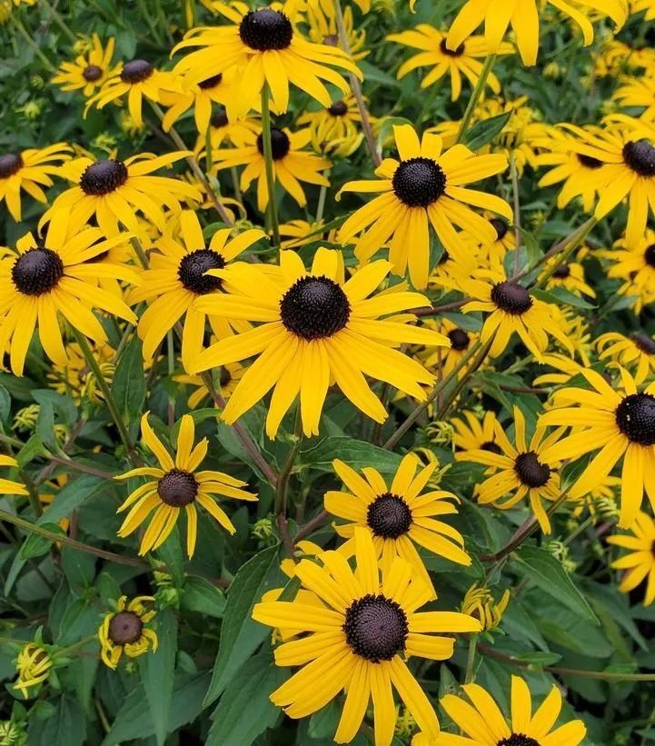 Black-Eyed Susan (Rudbeckia fulgida) – var. fulgida