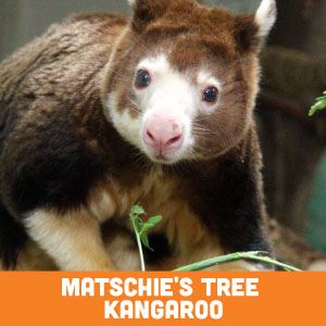 matchie's tree kangaroo