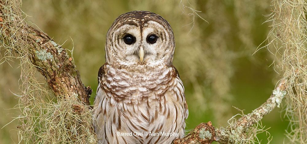 Barred Owl