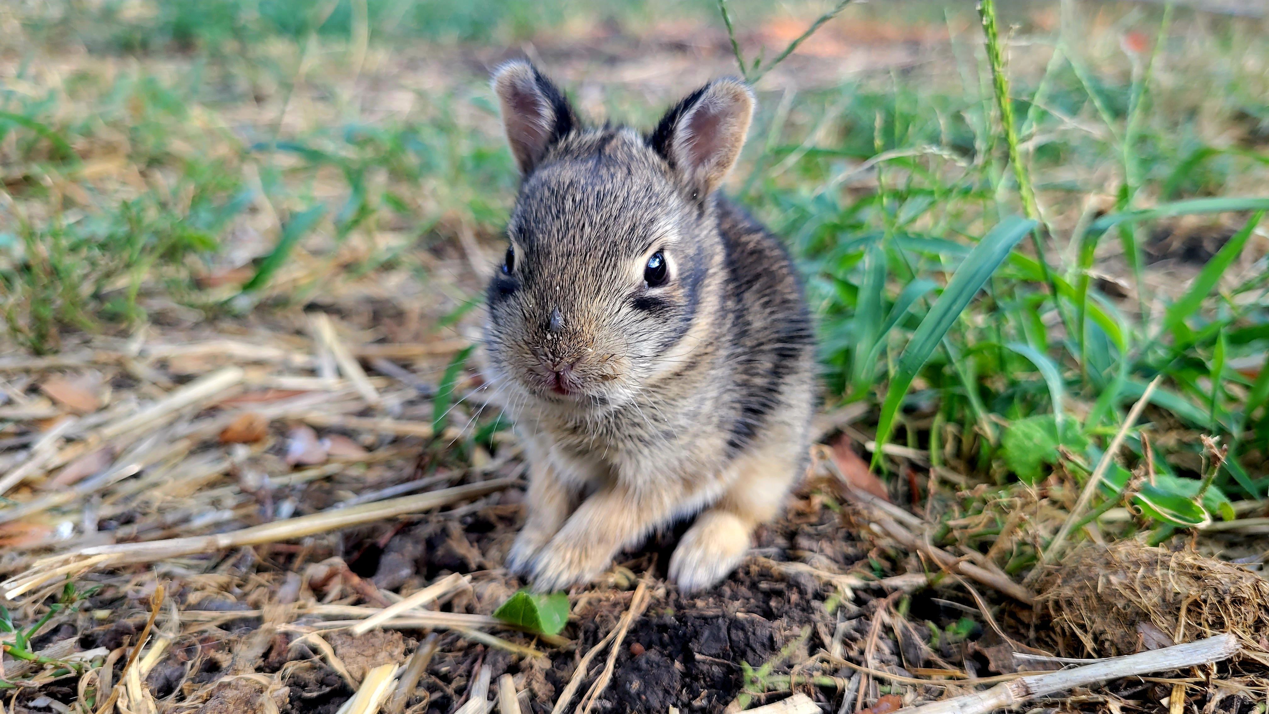 Battling Backyard Bunnies?