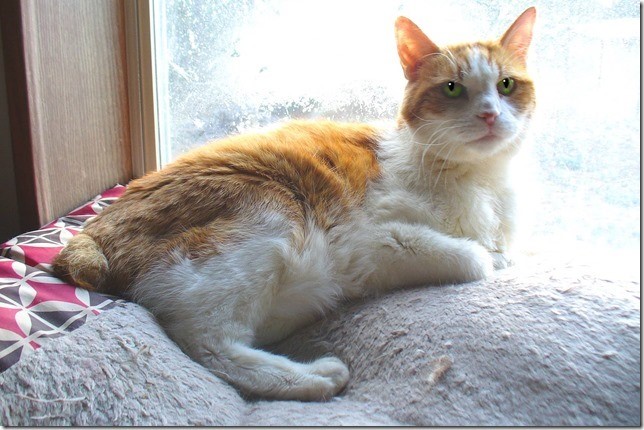 Costello -- Senior Cat