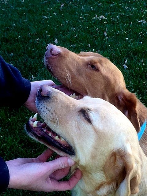 Rosco and Daisy