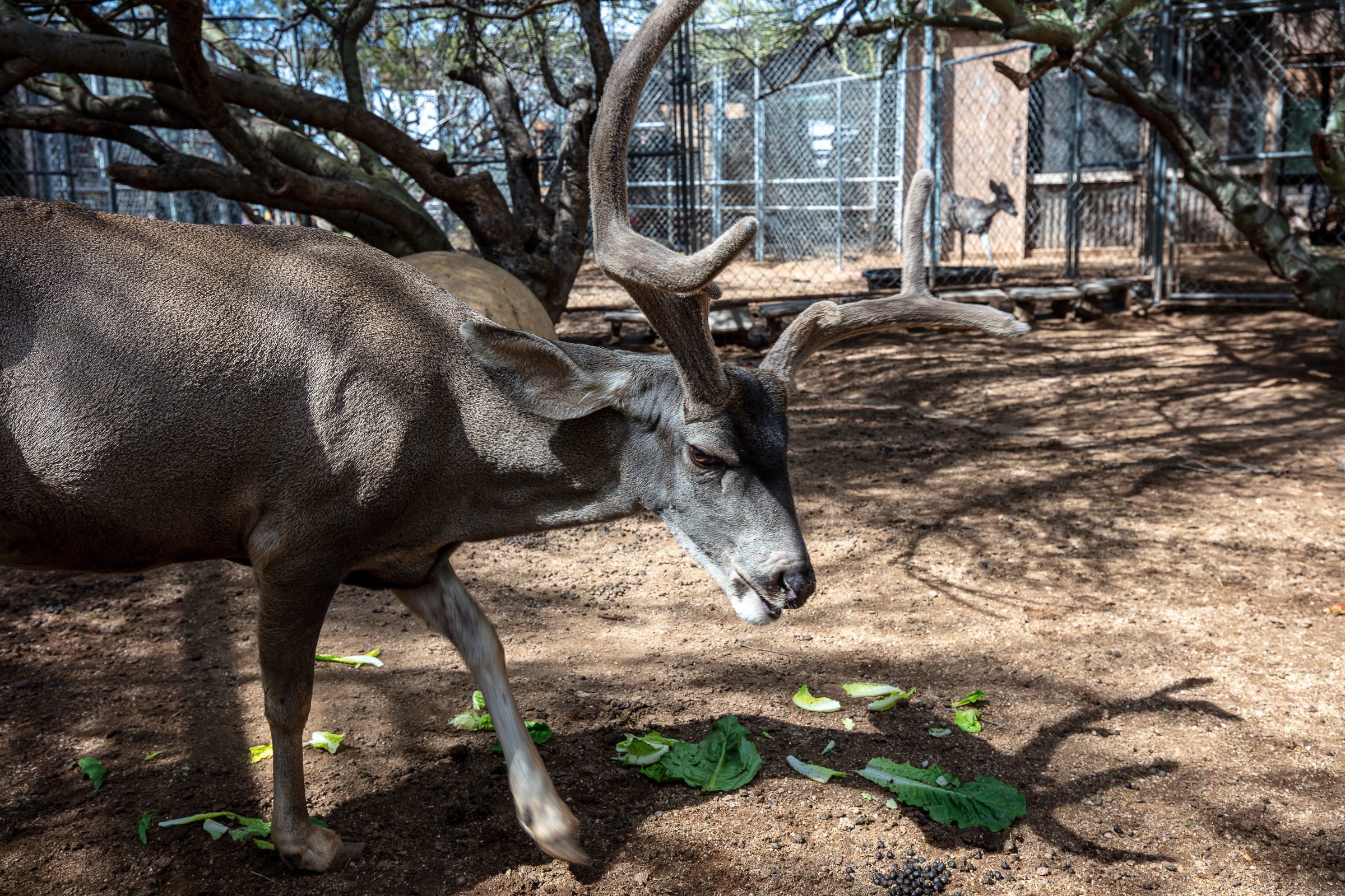 Fun Fall Facts about the state of deer antlers in October!