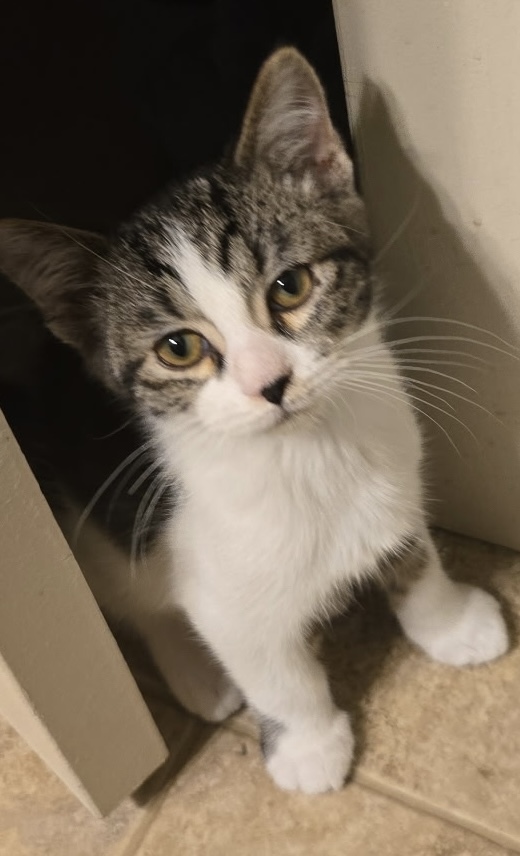 Edward - ADOPTION PENDING