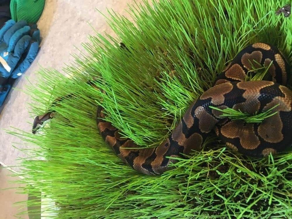 Pretzel the snake in grass.