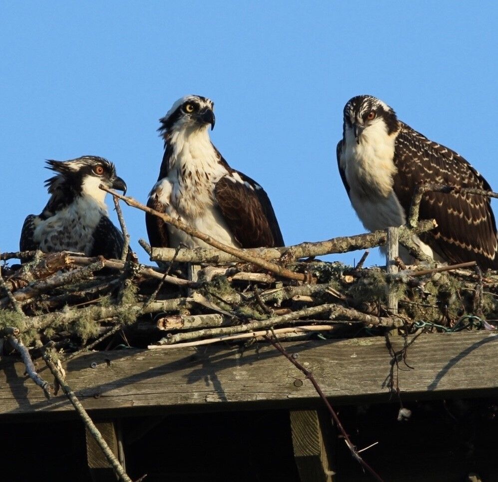 Three Osprey fledglings sitting in a nest of sticks on a wooden platform against a blue sky