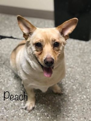 PEACH