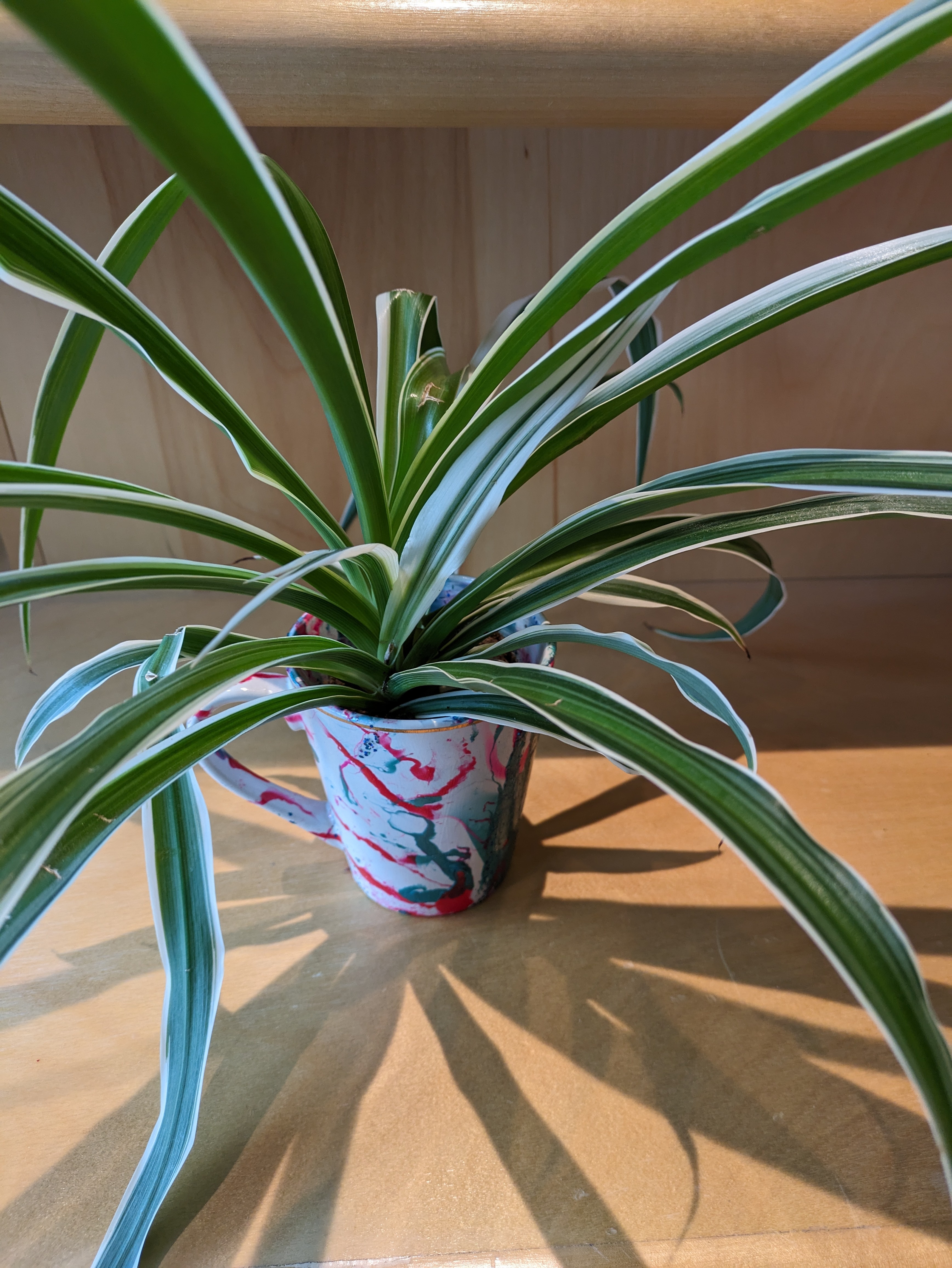 Spider Plant - Small