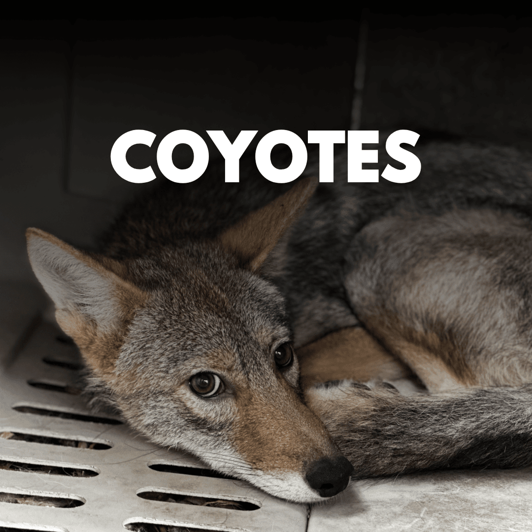 Coyotes