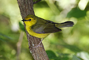 Hooded Warbler | Bird Gallery | Houston Audubon