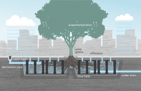 BMPs Pave the Way for Urban Forest Success