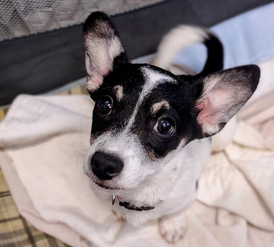 Patch, a small black and white dog with perky ears.