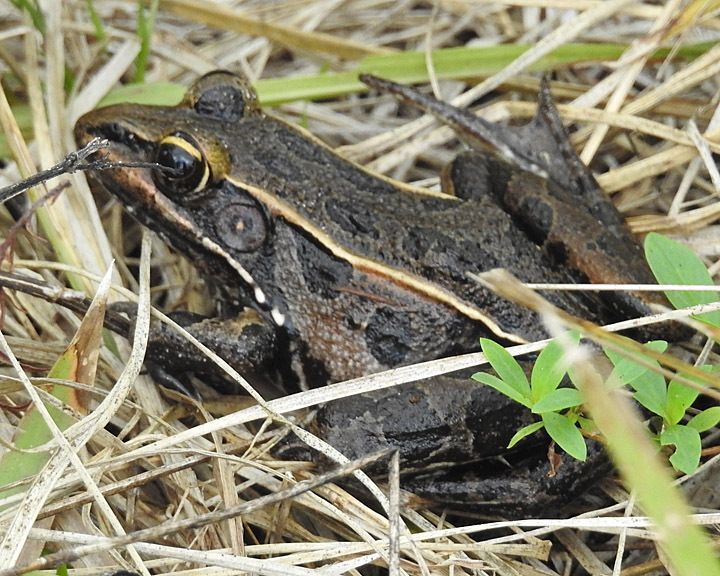 Chytrid fungus is decimating populations of frogs