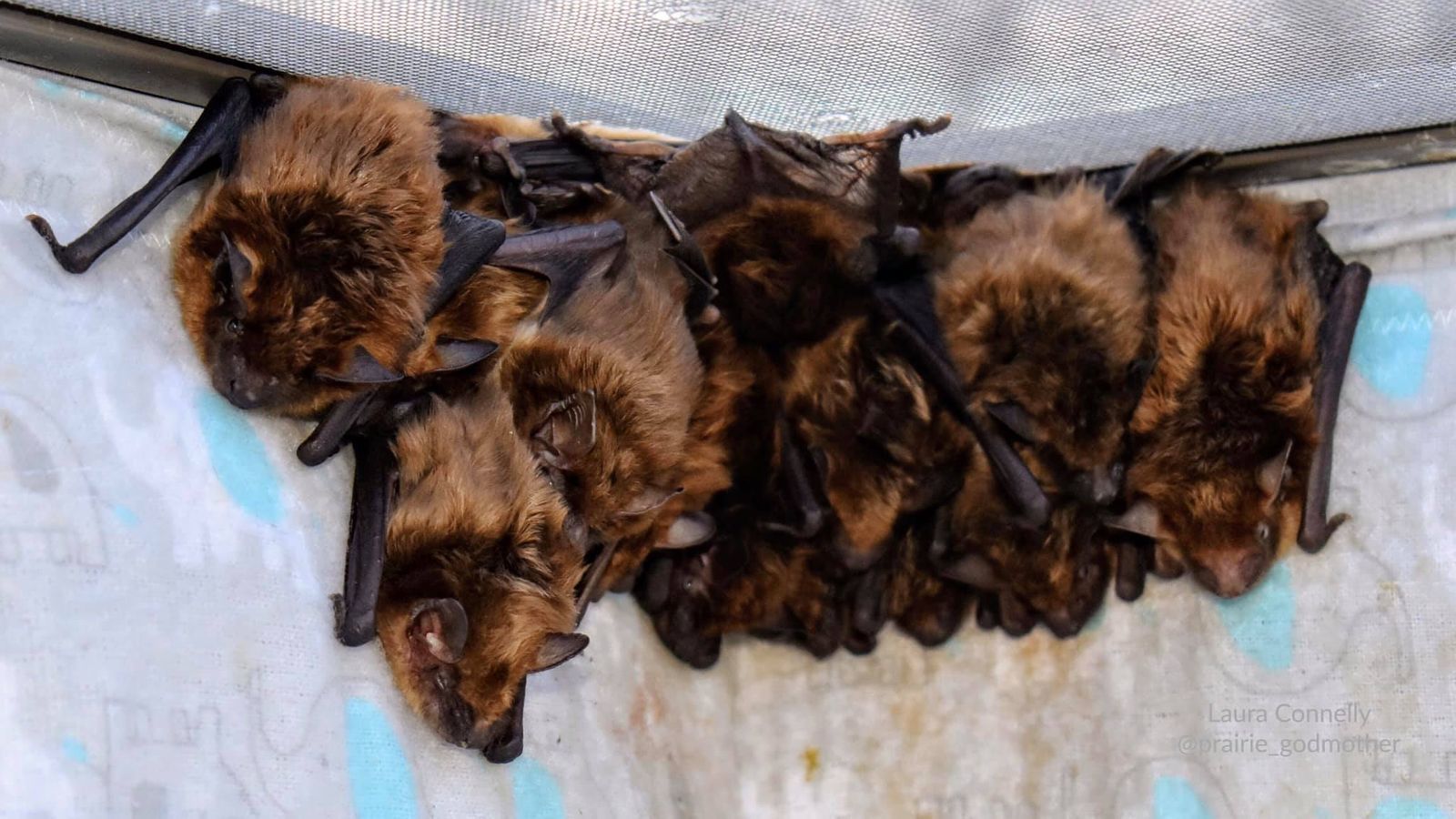 Bats Over Omaha News & Events Nebraska Wildlife Rehab, Inc.