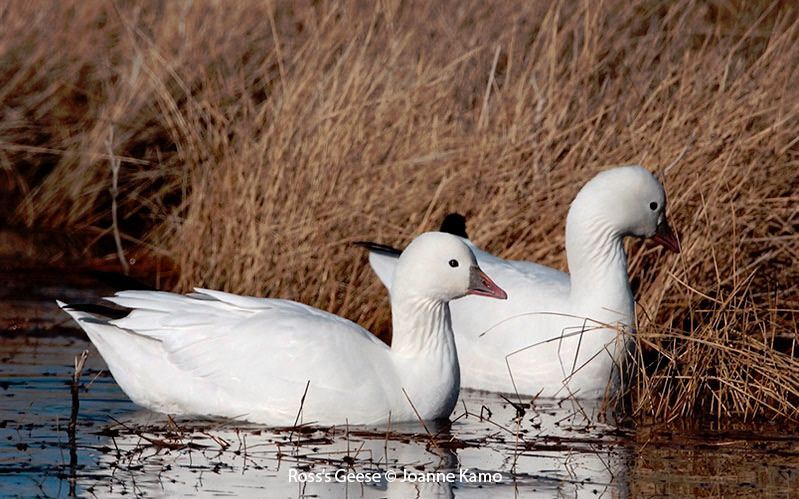 Ross's Geese