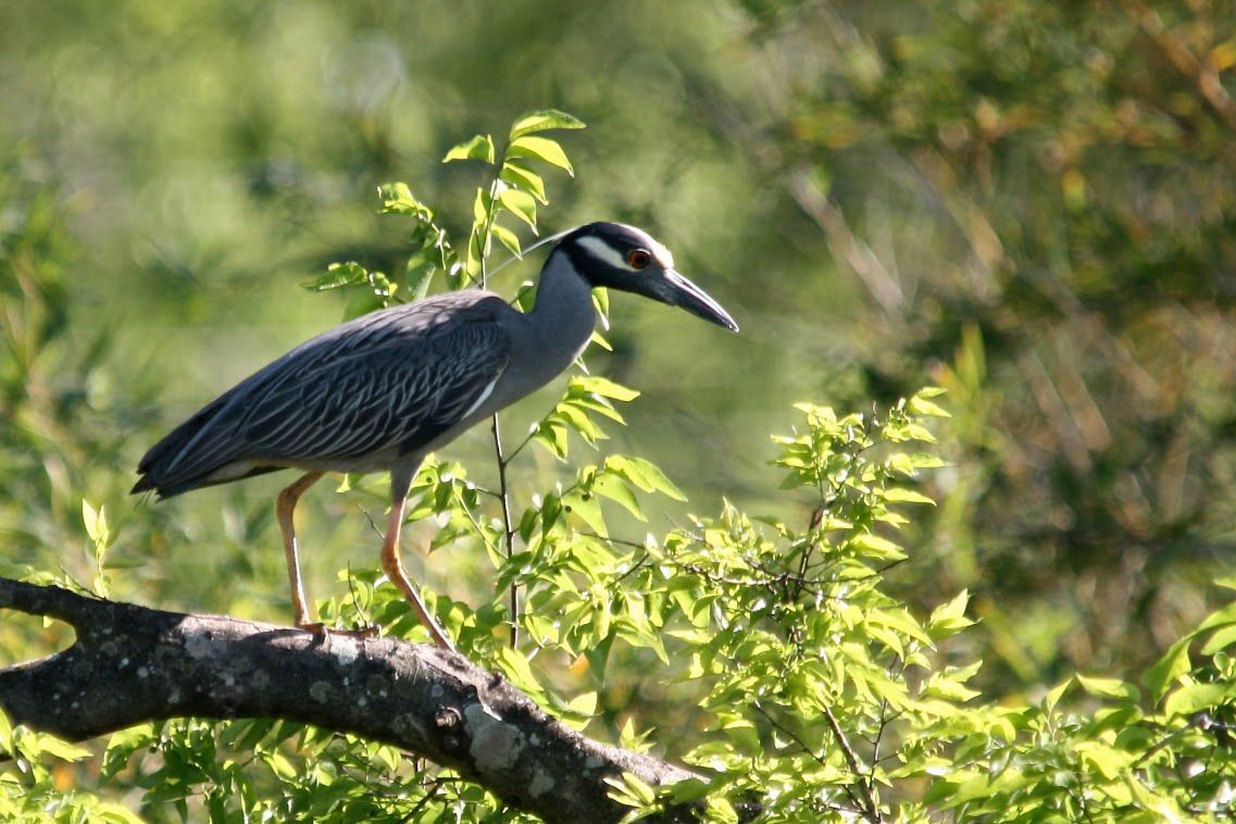 Houston Bird Week