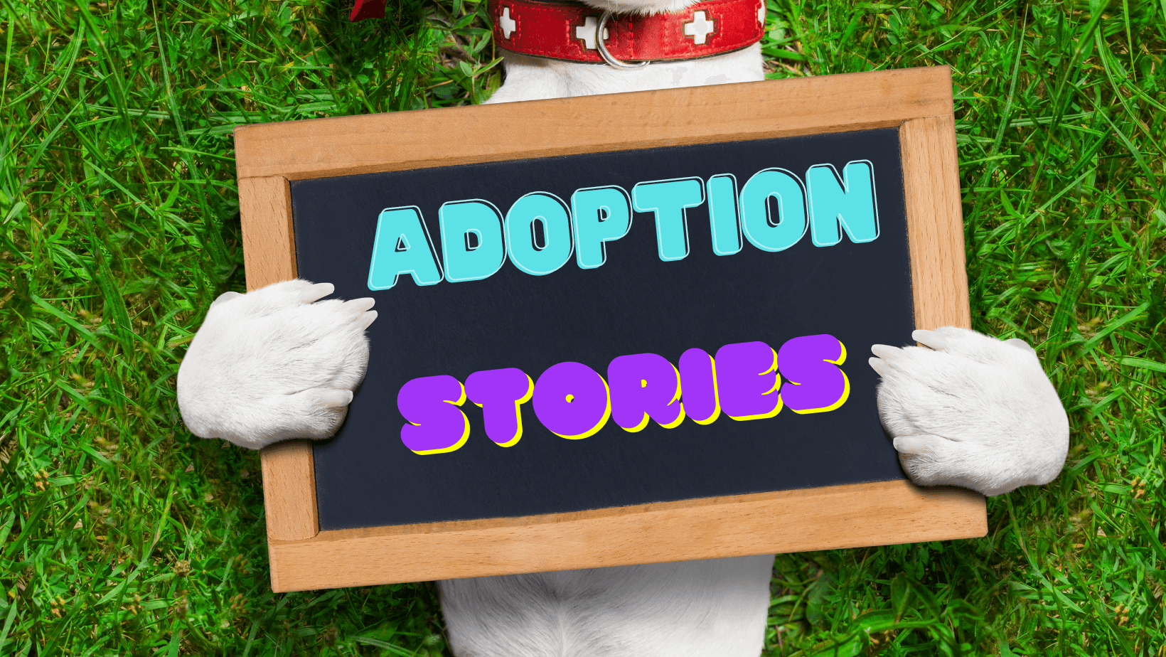 Adoption Stories