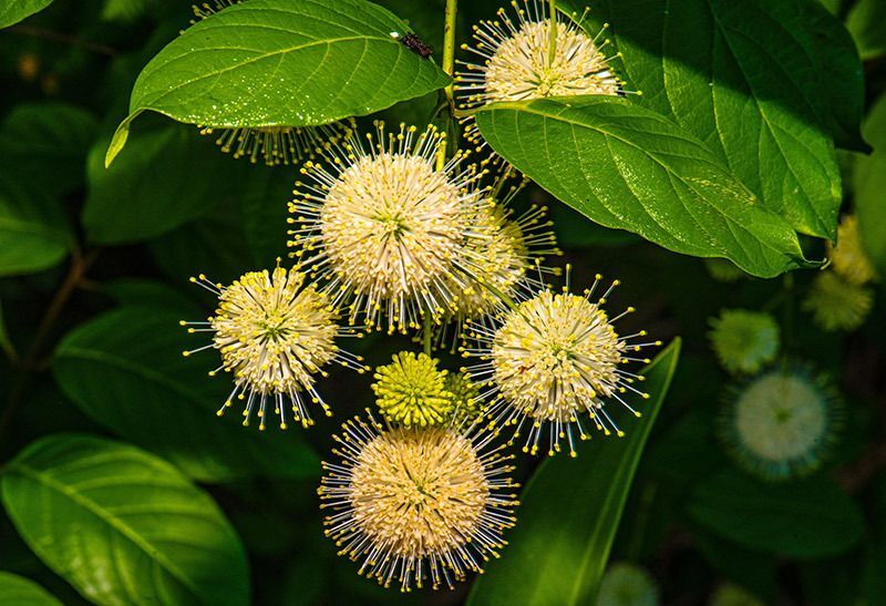 Buttonbush