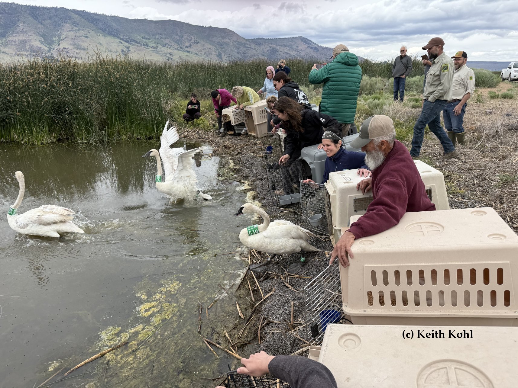 Return Swans to Oregon