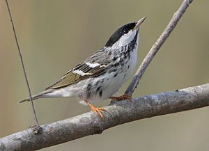 Blackpoll Warbler