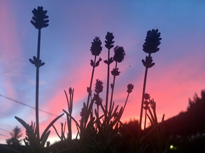 "Lavender Sunset" - Bernice Metcalf