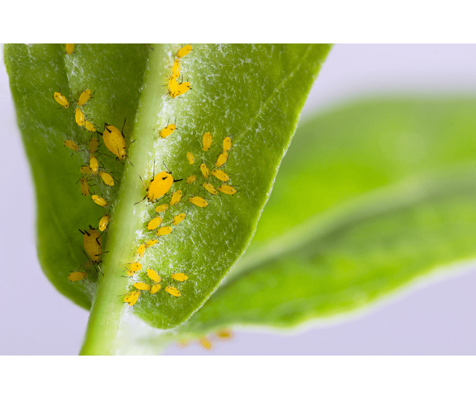 common plant pests