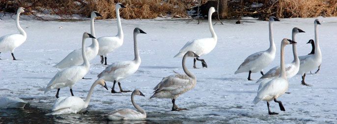The Swan Library of The Trumpeter Swan Society has swan links, range maps, publications and papers, and videos