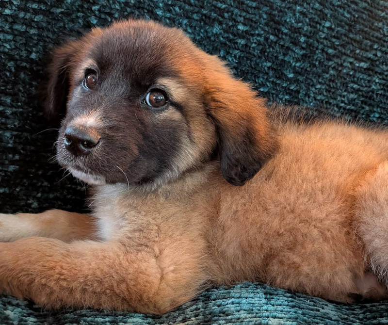 Emma - ADOPTION PENDING