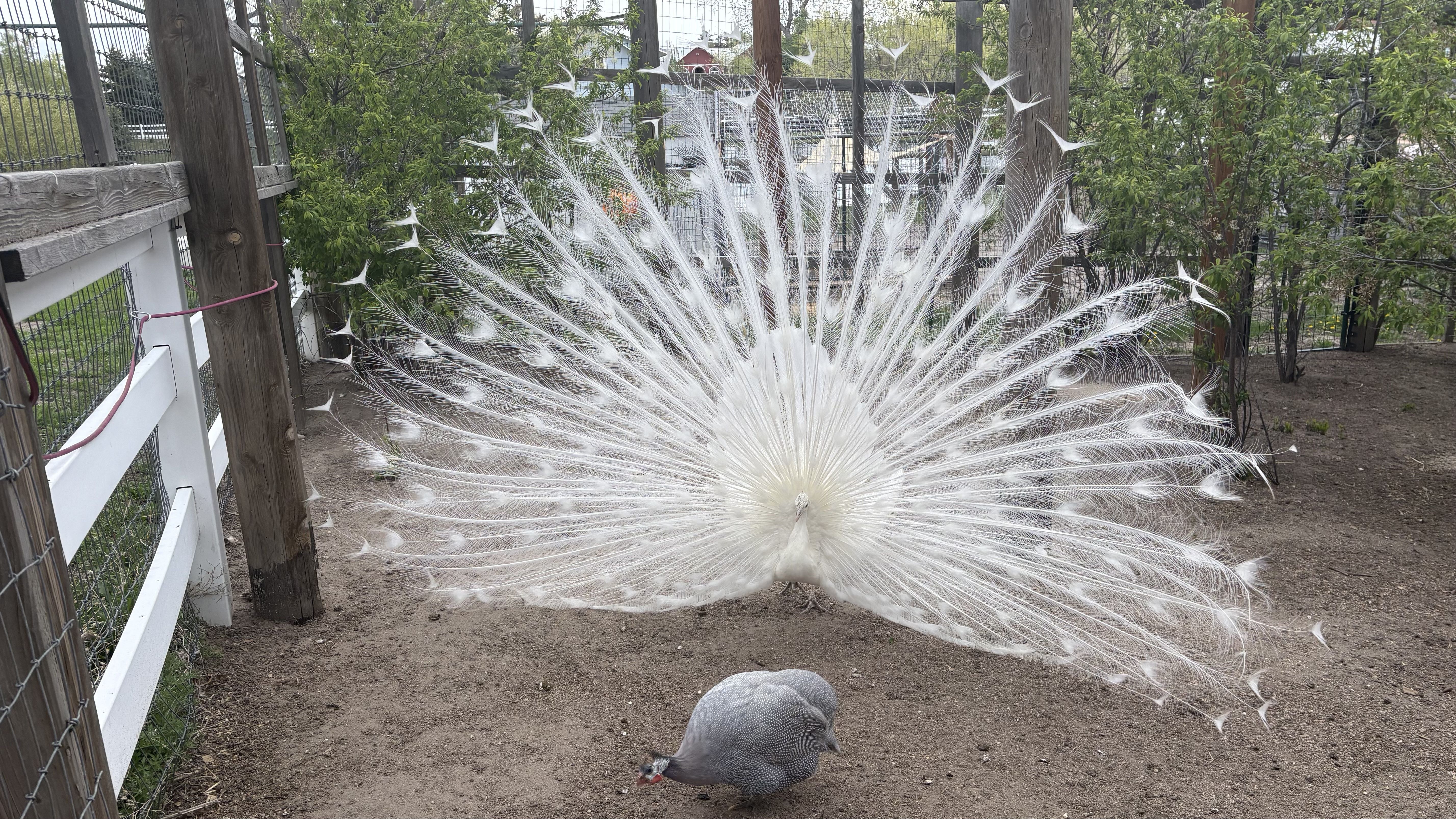 Chicken enrichment