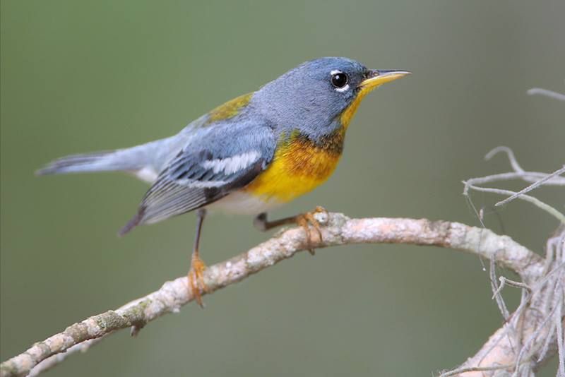 Northern Parula