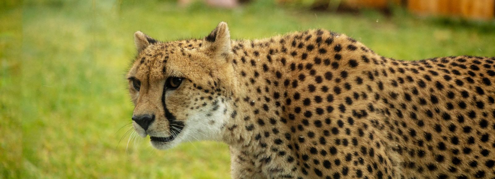 Lincoln children's zoo hours