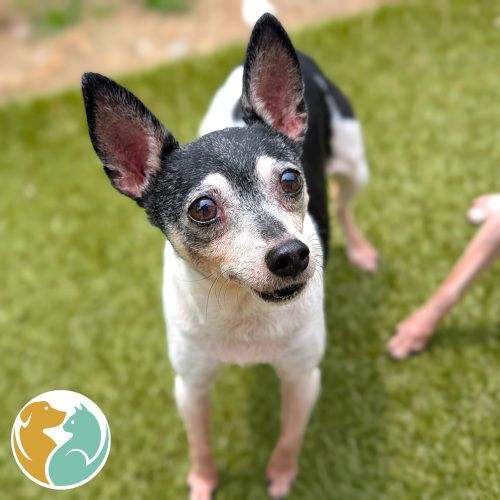 TWIGGY (BONDED)