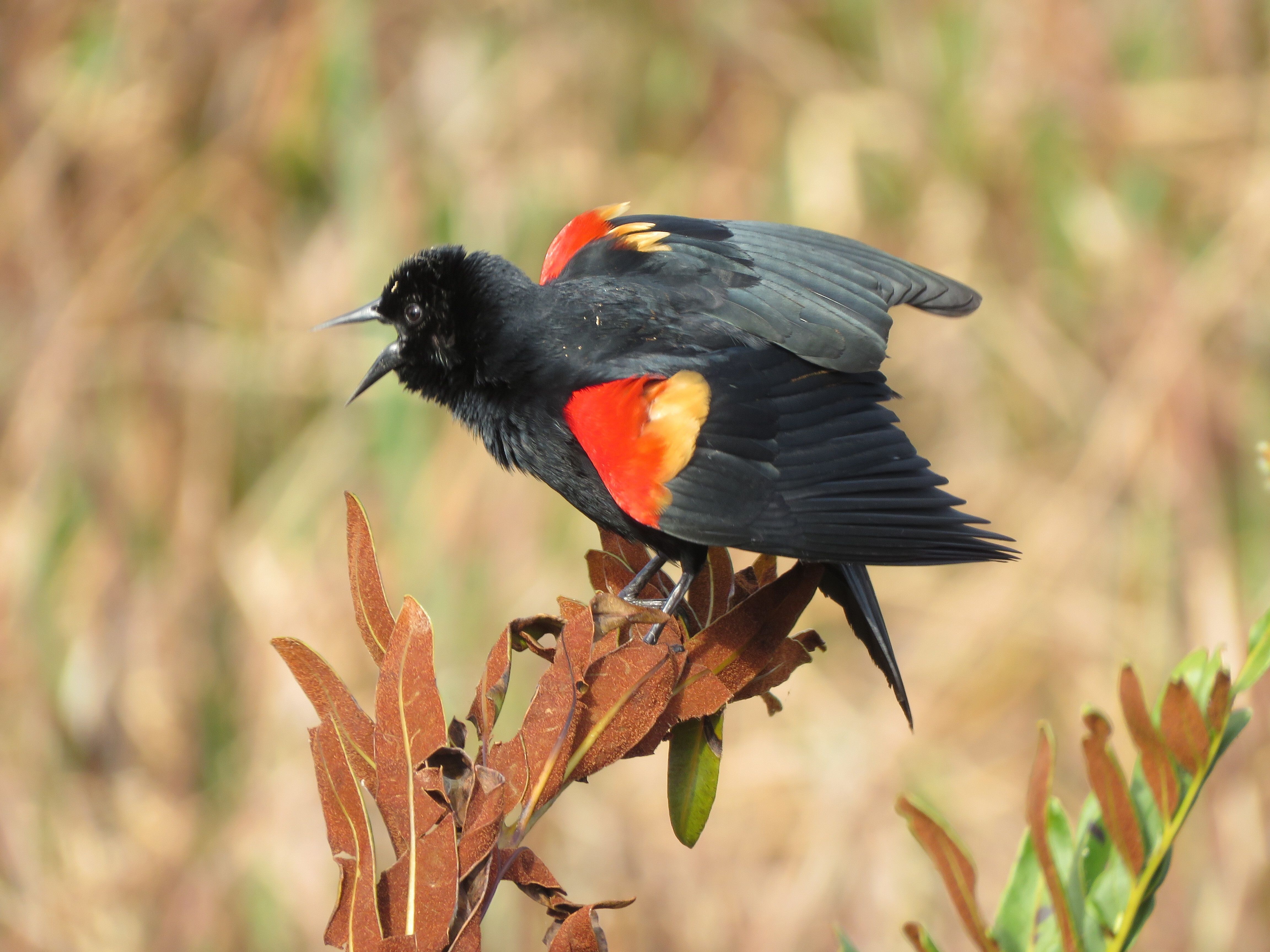 Redwinged Blackbird, photo by Susan Young