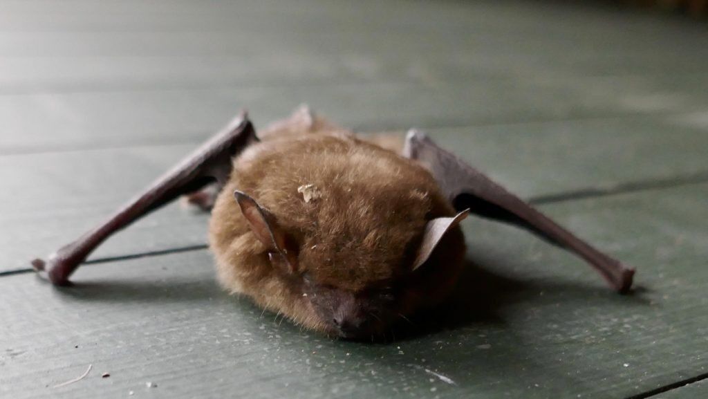 bat cold snowstorm rescue