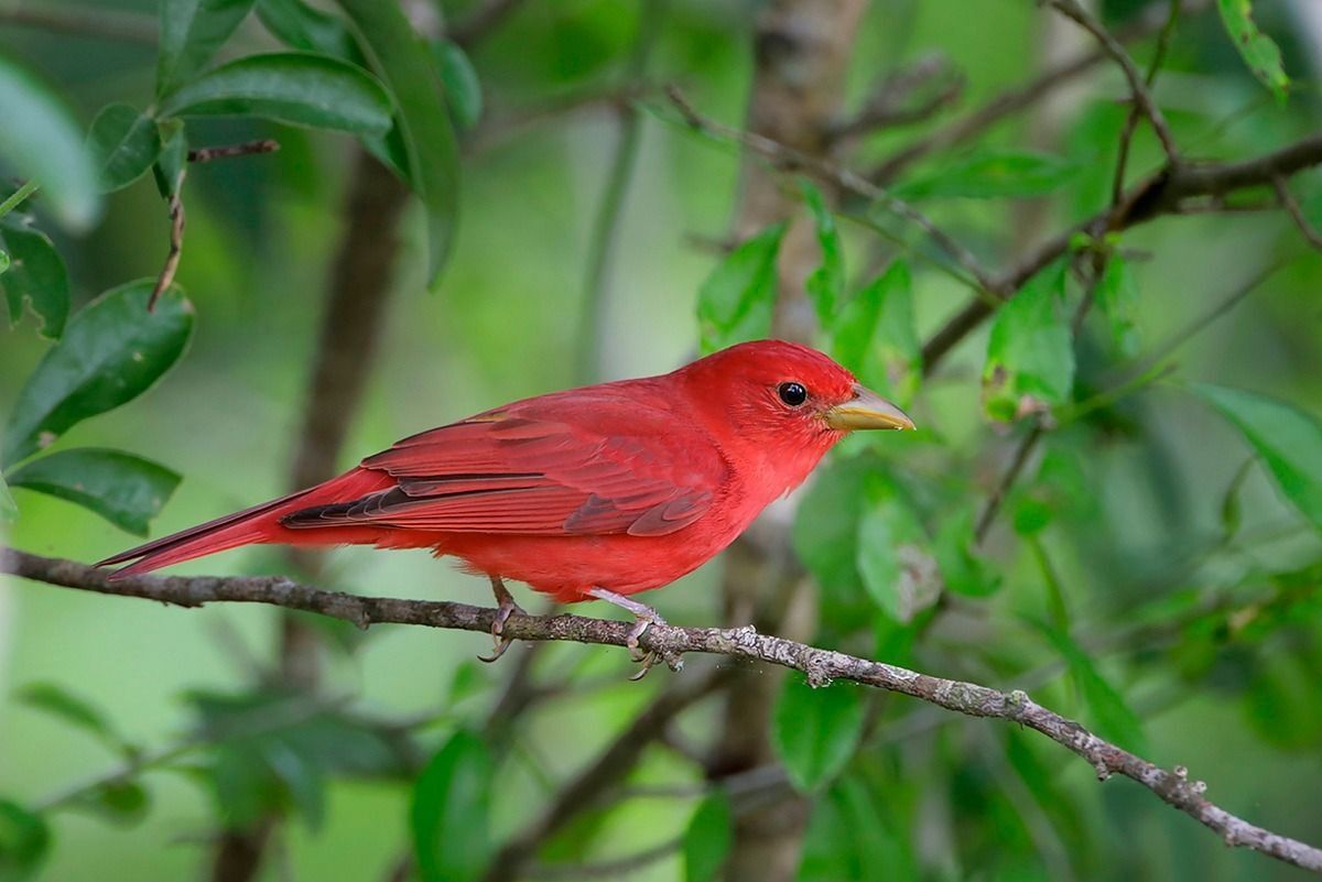 Summer Tanager