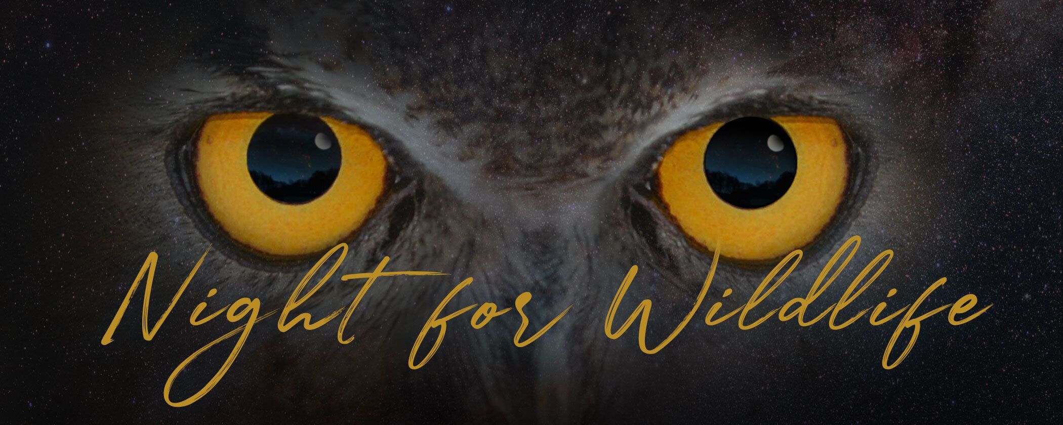 Night for Wildlife fundraiser for wildlife rescue rehabilitation and education at the Northwoods Wildlife Center