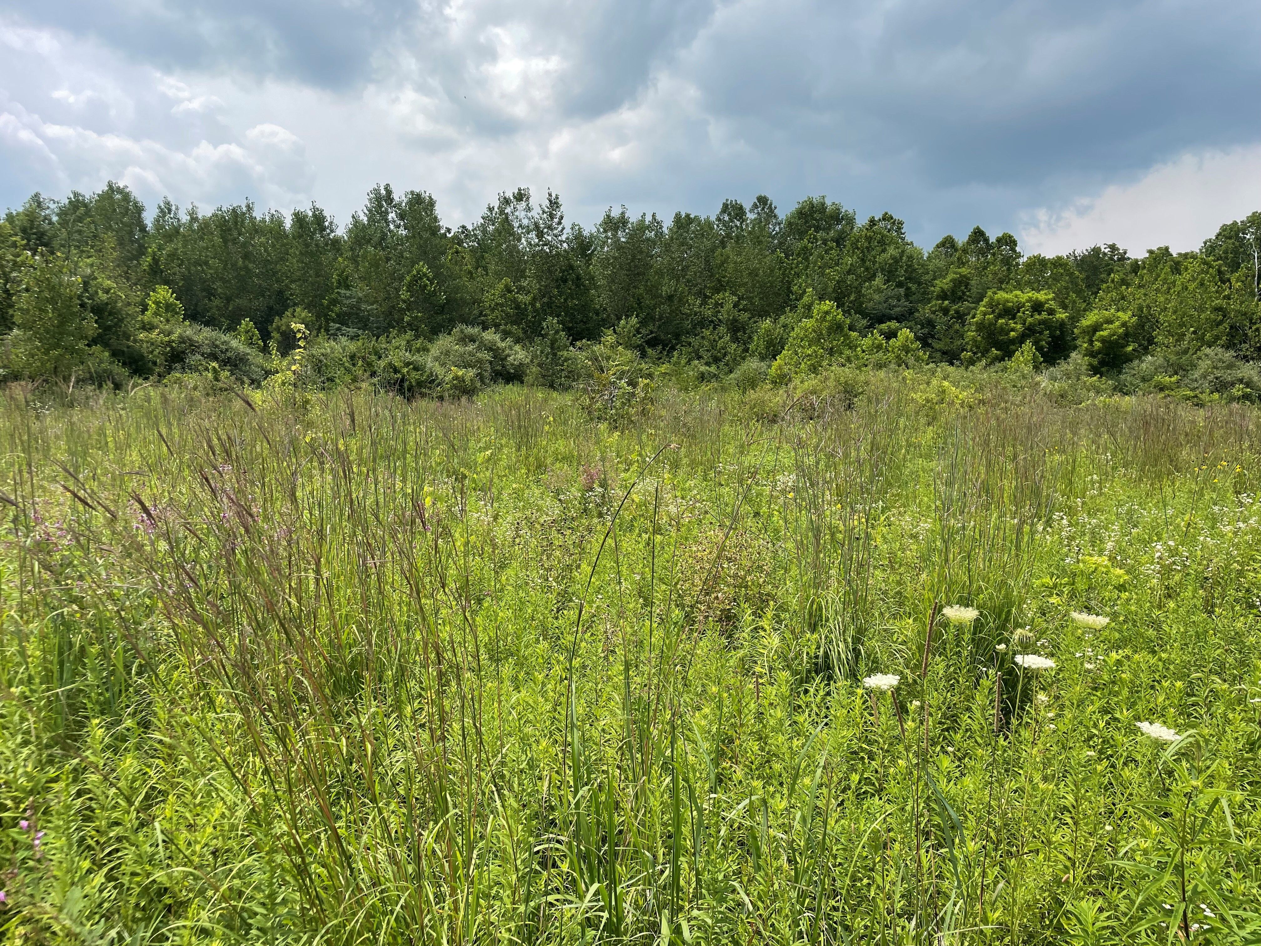 Big Bluestem can make a great addition to any planting. This tall native grass has a distinctive seed head resembling a turkey’s foot. 