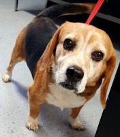 Benny - ADOPTED