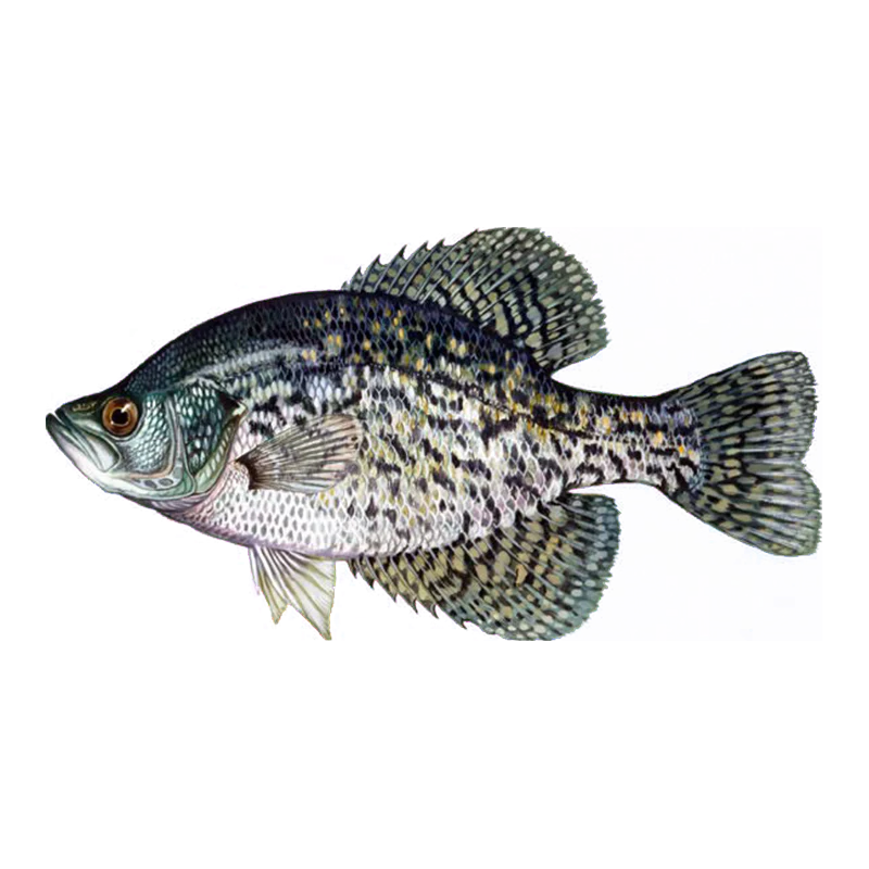 Black Crappie