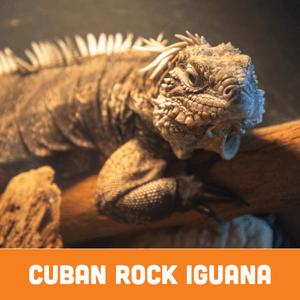 Cuban Rock Iguana